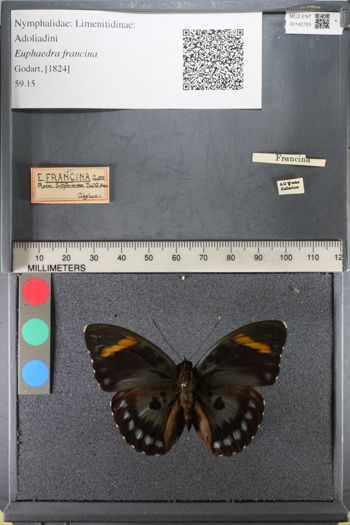 Media type: image;   Entomology 142763